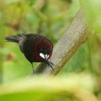 Tapiranga ciemna - Silver-beaked Tanager