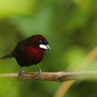 Tapiranga ciemna - Silver-beaked Tanager