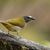 Ziarnołusk płowogardły, Saltator maximus, Buff-throated Saltator