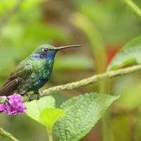 Uszatek niebieskobrzuchy - Sparkling Violet-ear