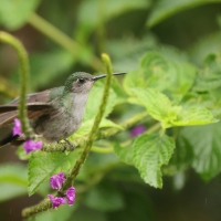 Zapylak szary, Campylopterus largipennis, Grey-breasted Sabrewing