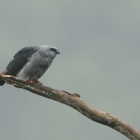 Kanialuk szary - Plumbeous Kite
