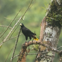 Kacykowiec żółtosterny - Yellow-rumped Cacique