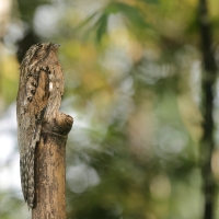 Nocolot szary, Nyctibius griseus, Common Potoo