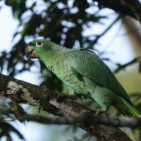 Amazonka skromna - Mealy Amazon