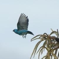 Tersyna, Tersina viridis, Swallow Tanager