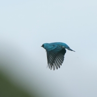 Tersyna - Swallow Tanager