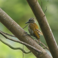 Dzięcioł jarzębaty - Little Woodpecker
