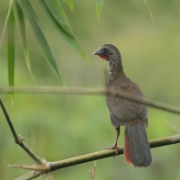 Czakalaka kreskowana - Speckled Chachalaca