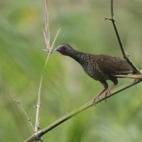 Czakalaka kreskowana - Speckled Chachalaca