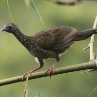 Czakalaka kreskowana, Ortalis guttata, Speckled Chachalaca