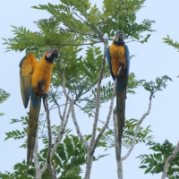 Ara ararauna - Blue-and-yellow Macaw