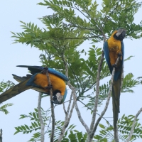 Ara ararauna - Blue-and-yellow Macaw