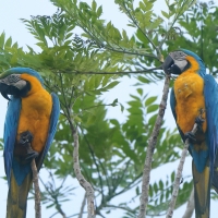 Ara ararauna - Blue-and-yellow Macaw