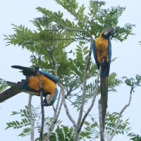 Ara ararauna - Blue-and-yellow Macaw