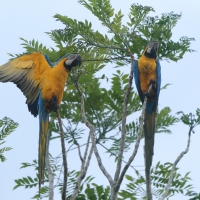 Ara ararauna, Ara ararauna, Blue-and-yellow Macaw