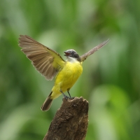 Bentewi krasnociemieniowy - Social Flycatcher