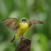 Bentewi krasnociemieniowy - Social Flycatcher