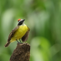 Bentewi krasnociemieniowy - Social Flycatcher