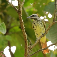 Bentewi żółtobrzuchy - Sulphur-bellied Flycatcher