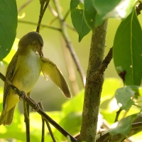 Wireonek białobrzuchy - Yellow-green Vireo