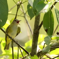 Wireonek białobrzuchy, Vireo flavoviridis, Yellow-green Vireo