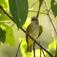 Wireonek białobrzuchy - Yellow-green Vireo