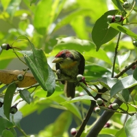 Brodacz żółtogardły - Lemon-throated Barbet