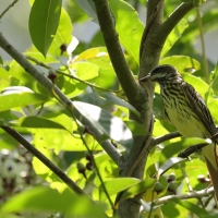 Bentewi żółtobrzuchy - Sulphur-bellied Flycatcher