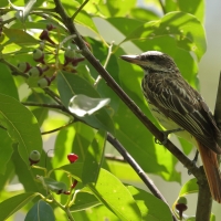 Bentewi żółtobrzuchy - Sulphur-bellied Flycatcher