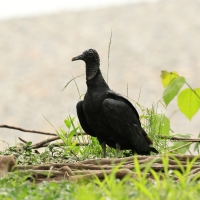 Sępnik czarny - Black Vulture