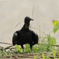 Sępnik czarny - Black Vulture