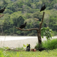 Sępnik czarny - Black Vulture