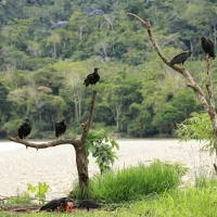 Sępnik czarny - Black Vulture