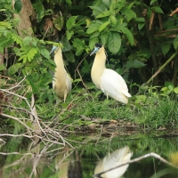 Czapla modrolica - Capped Heron