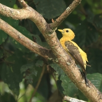 Dzięcioł kremowy - Cream-colored Woodpecker