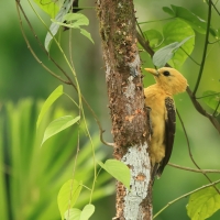Dzięcioł kremowy - Cream-colored Woodpecker