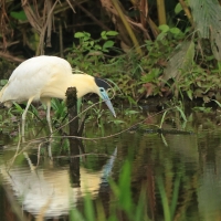 Czapla modrolica - Capped Heron