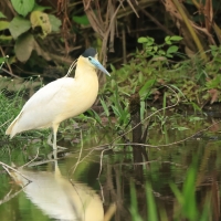 Czapla modrolica - Capped Heron