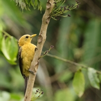 Dzięcioł kremowy - Cream-colored Woodpecker