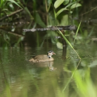 Perkołyska amerykańska - Sungrebe