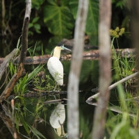 Czapla modrolica - Capped Heron