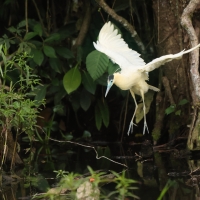 Czapla modrolica - Capped Heron