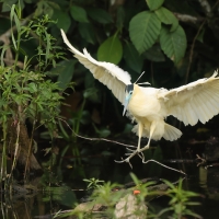 Czapla modrolica, Pilherodius pileatus, Capped Heron