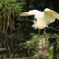 Czapla modrolica - Capped Heron