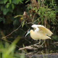 Czapla modrolica - Capped Heron