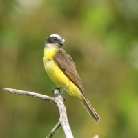 Bentewi krasnociemieniowy - Social Flycatcher