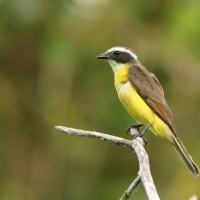 Bentewi krasnociemieniowy - Social Flycatcher