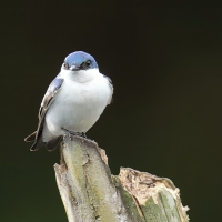 Nadobniczka zielono-biała - White-winged Swallow