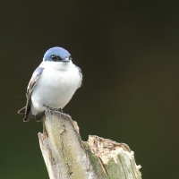 Nadobniczka zielono-biała, Tachycineta albiventer, White-winged Swallow